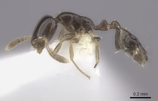 Monomorium rosae - CASENT0217174