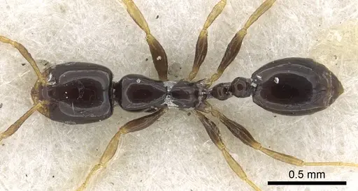 Monomorium rosae - CASENT0902271