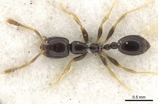 Monomorium rosae - CASENT0902271