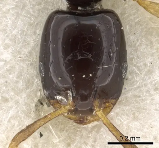 Monomorium rosae - CASENT0902271