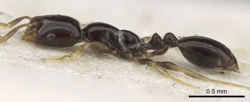 Monomorium rosae - CASENT0902271