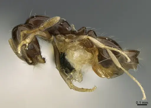 Monomorium rosae - CASENT0923615