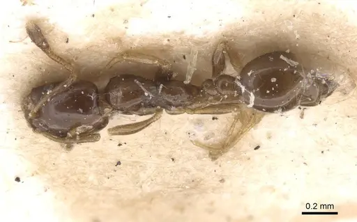 Monomorium rosae - RMCAENT000017774