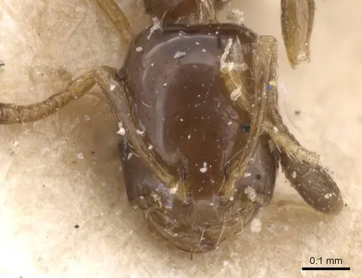 Monomorium rosae - RMCAENT000017774