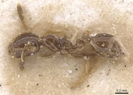 Monomorium rosae - RMCAENT000017774