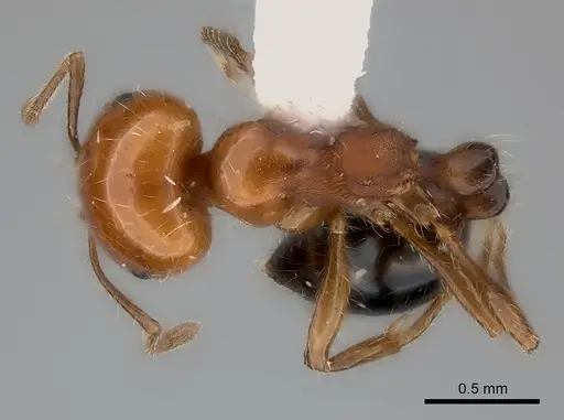 Monomorium rothsteini specimen