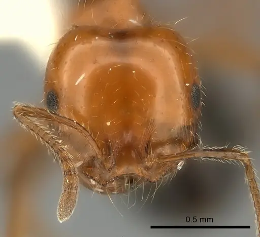 Monomorium rothsteini specimen