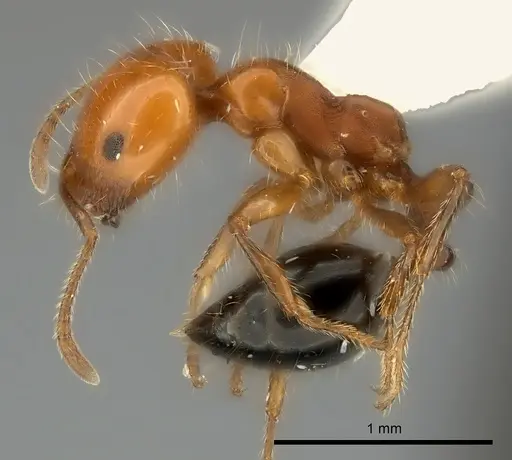 Monomorium rothsteini specimen