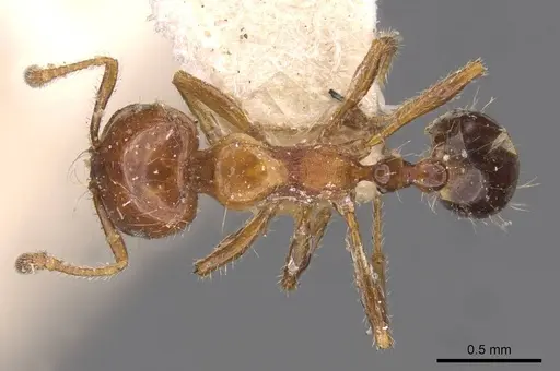 Monomorium rothsteini - CASENT0908683