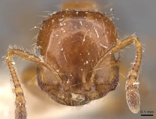 Monomorium rothsteini - CASENT0908683