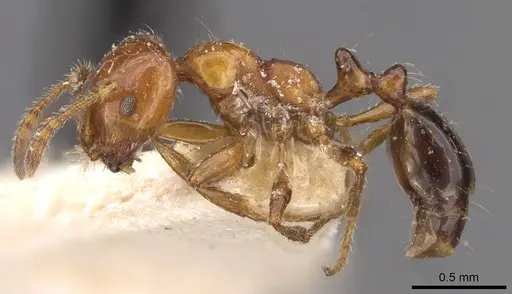 Monomorium rothsteini - CASENT0908683