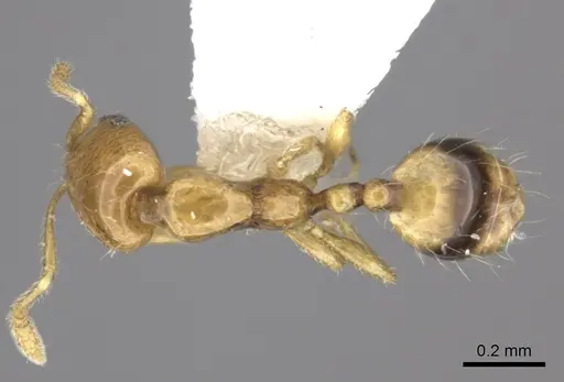 Monomorium rotundatum specimen