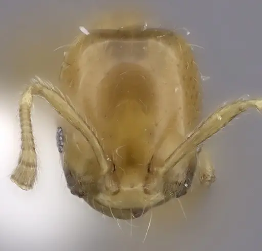 Monomorium rotundatum specimen