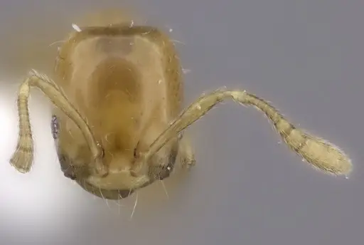 Monomorium rotundatum specimen