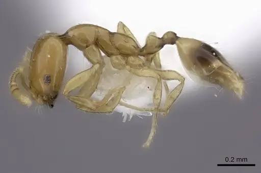 Monomorium rotundatum - CASENT0217135