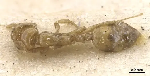 Monomorium rotundatum - CASENT0913832