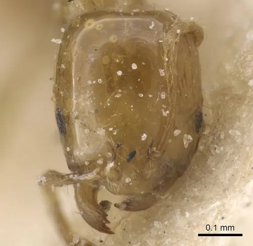Monomorium rotundatum - CASENT0913832