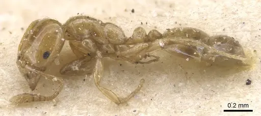 Monomorium rotundatum - CASENT0913832