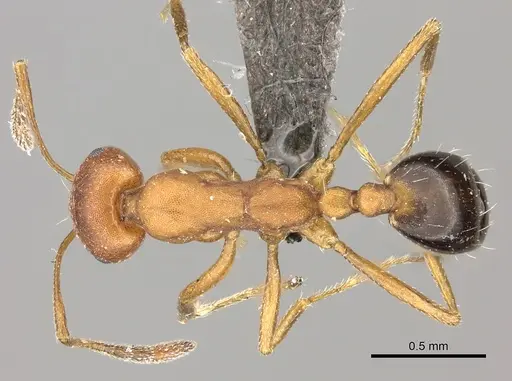 Monomorium rufulum specimen