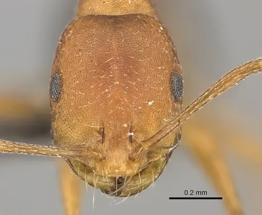 Monomorium rufulum specimen