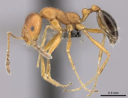 Monomorium rufulum specimen