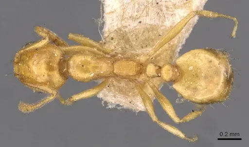 Monomorium sagei specimen