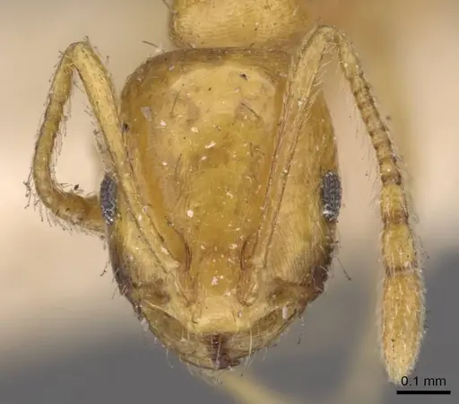 Monomorium sagei specimen