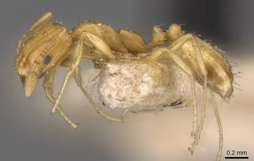 Monomorium sagei specimen