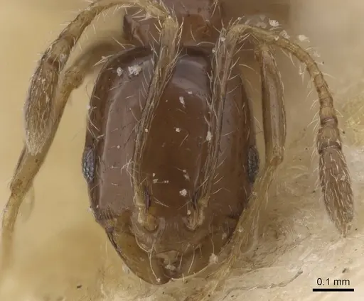 Monomorium sakalavum specimen