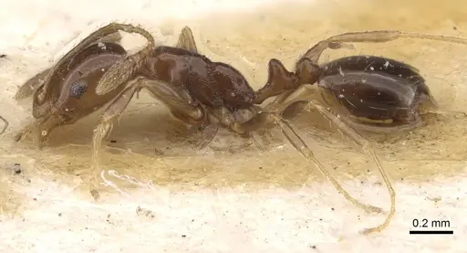 Monomorium sakalavum specimen