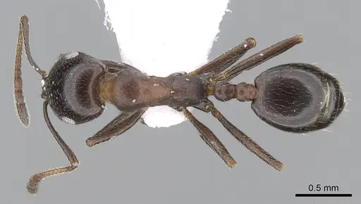 Monomorium salomonis specimen