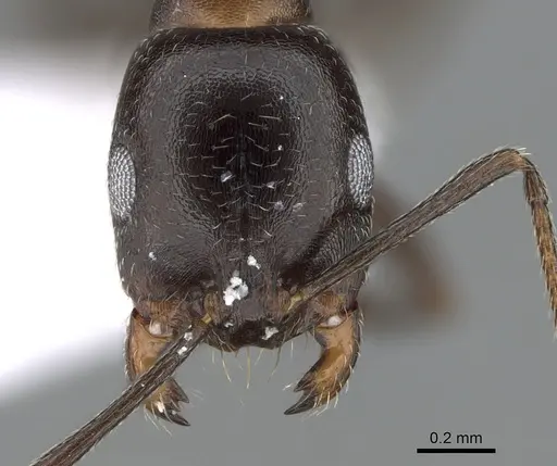 Monomorium salomonis specimen