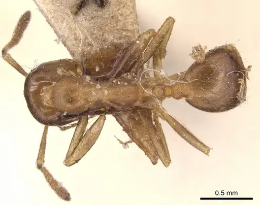 Monomorium salomonis - CASENT0904595