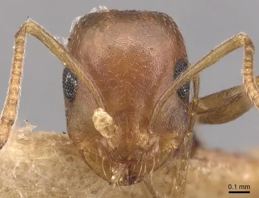 Monomorium salomonis - CASENT0904595