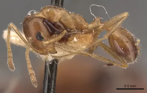 Monomorium salomonis - CASENT0904595