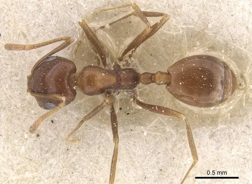 Monomorium salomonis - CASENT0913835
