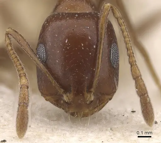 Monomorium salomonis - CASENT0913835