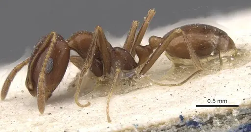 Monomorium salomonis - CASENT0913835