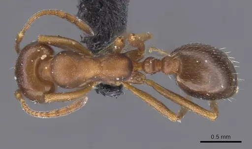 Monomorium salomonis - CASENT0913836