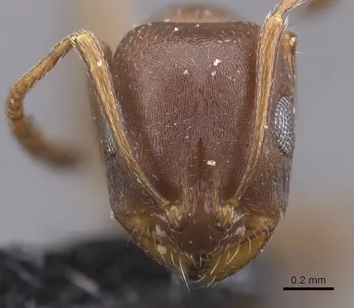 Monomorium salomonis - CASENT0913836