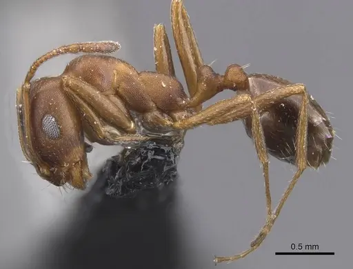 Monomorium salomonis - CASENT0913836