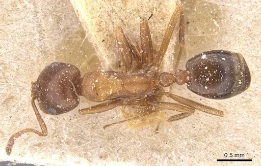 Monomorium salomonis - CASENT0913837
