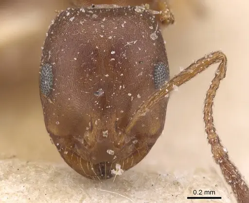 Monomorium salomonis - CASENT0913837