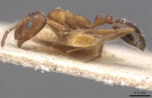 Monomorium salomonis - CASENT0913837