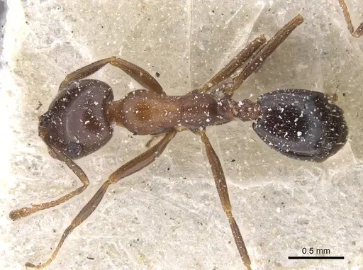 Monomorium salomonis - CASENT0913838