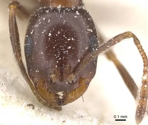 Monomorium salomonis - CASENT0913838