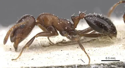 Monomorium salomonis - CASENT0913838