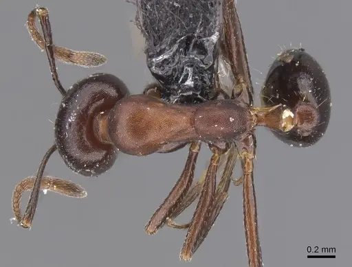 Monomorium salomonis - CASENT0913839