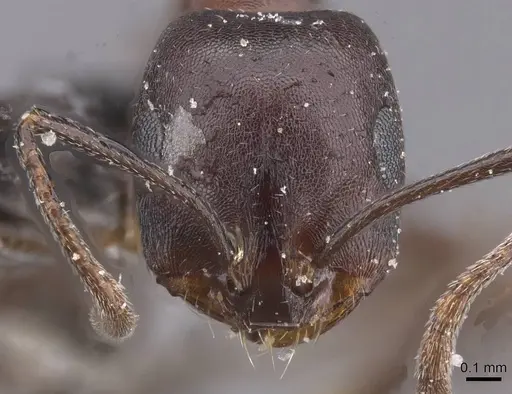 Monomorium salomonis - CASENT0913839