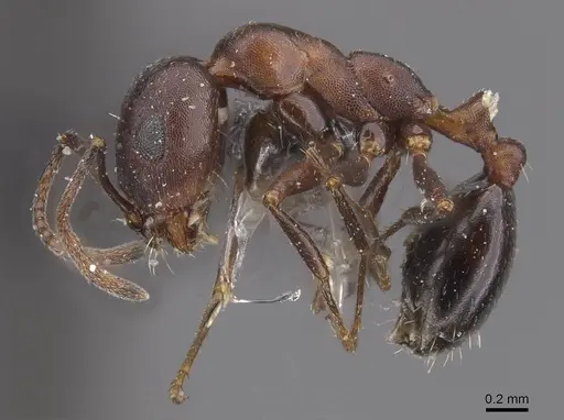 Monomorium salomonis - CASENT0913839